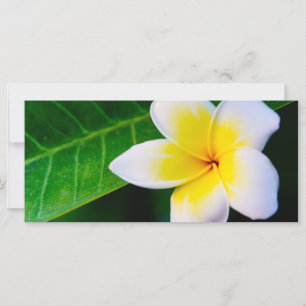 plumeria