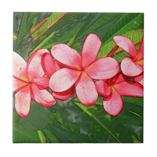plumeria