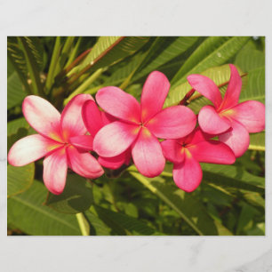 Plumeria
