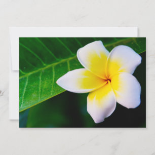 plumeria