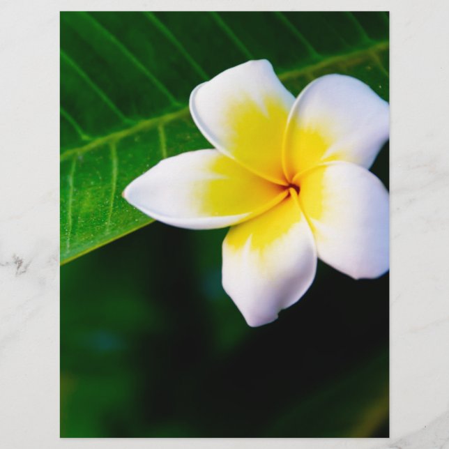 Plumeria (Frente)