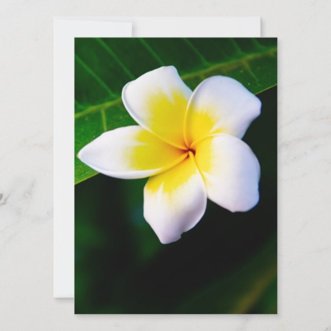Plumeria (Frente)