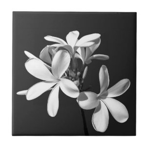 Plumeria Branca na flor do cheio