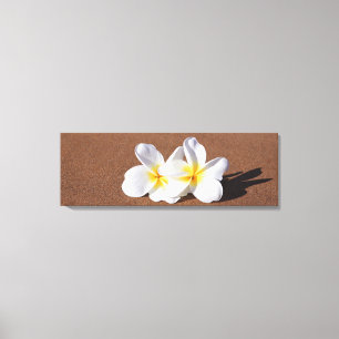 Plumeria branco havaiano no impressão das canvas