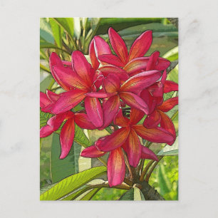 Plumeria - Design artístico no cartão postal