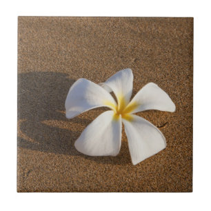 Plumeria em praia arenosa, Maui, Havaí, EUA