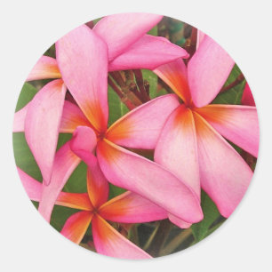Plumeria - etiqueta cor-de-rosa de néon do ás