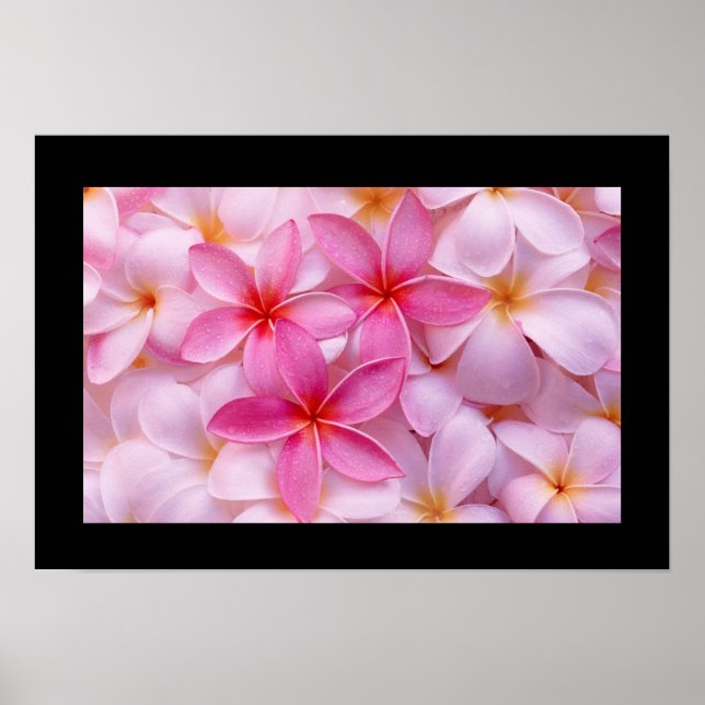 Plumeria Flower Poster (Frente)