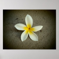 Plumeria hawaii poster