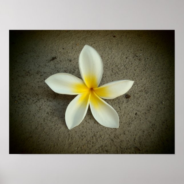 Plumeria hawaii poster (Frente)