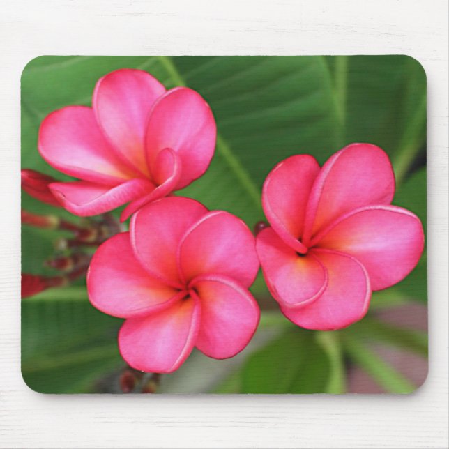 Plumeria - Miami aumentou no mousepad (Frente)