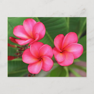 Plumeria - Miami Rose em Cartão Postal
