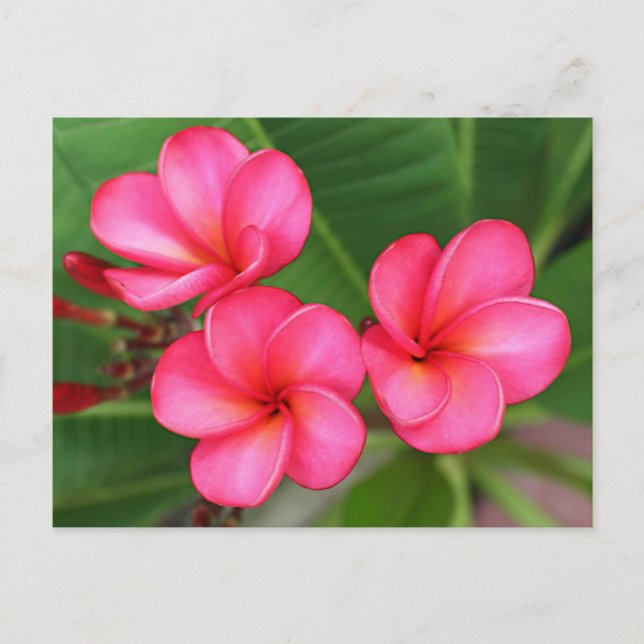 Plumeria - Miami Rose em Cartão Postal (Frente)