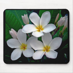 Plumeria Mousepad do luar