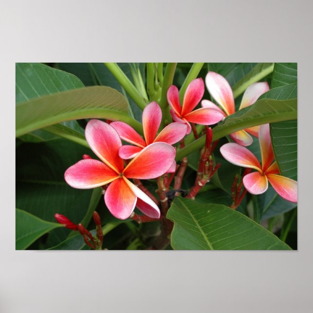Plumeria Poster (Frente)