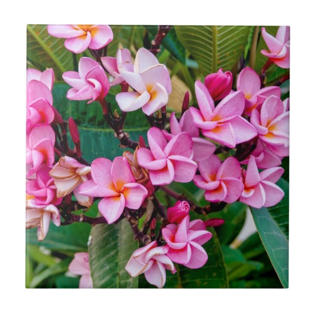 Plumeria Rosa (Frente)
