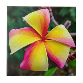Plumeria rubra