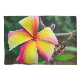 Plumeria rubra