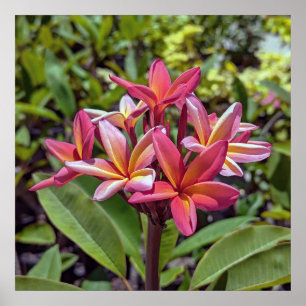 Plumeria Rubra Flower Poster