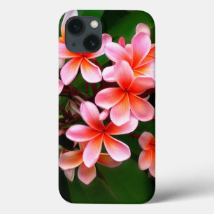 Plumeria Verde Rosa Tropical Flor Foto Floral Flor