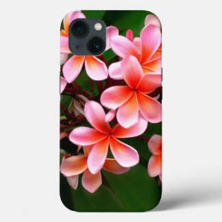 Plumeria Verde Rosa Tropical Flor Foto Floral Flor