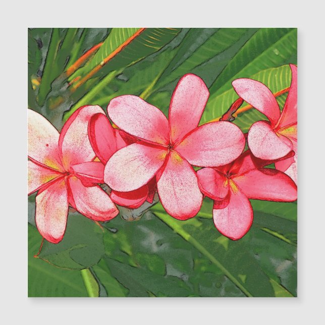 Plumérias (Frente)