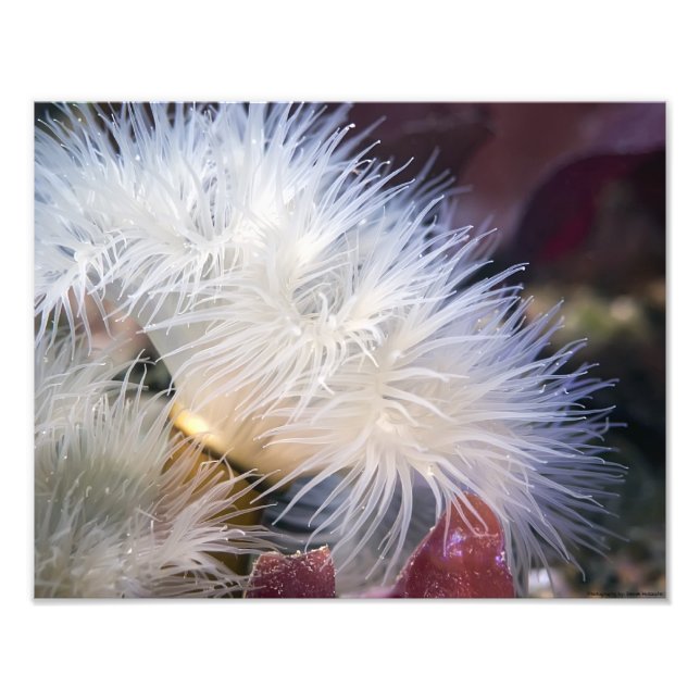 Plumose Anemone - fotografia de arte (Frente)