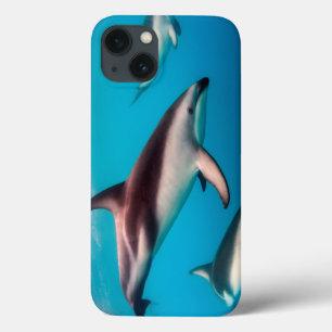 Pod dos golfinhos-sujos de Kaikoura