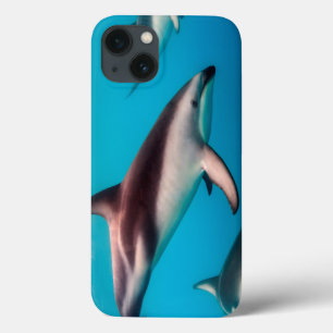 Pod of Dusky Dolphins off of Kaikoura