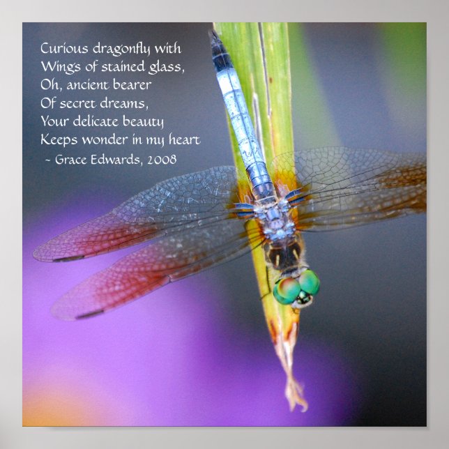 Poema de Dragonfly Curioso - poster / impressão (Frente)