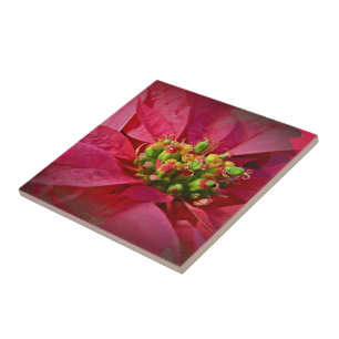 Poinsétia vermelha - Natal