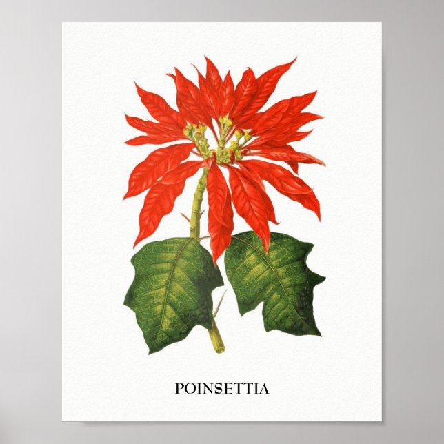 Poinsettia Impressão Botânica (Frente)