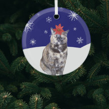 Poinsettia no Gato TortoisesInferno com Colinas Ne