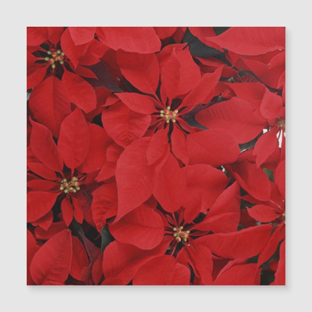 Poinsettias para o Natal (Frente)