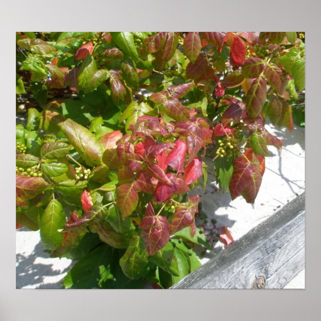 Poison Ivy Poster (Frente)