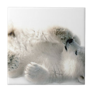 Polar Bear Cub Cub Ártico Ártico Congelado Inverno