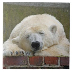 PolarBear20150501