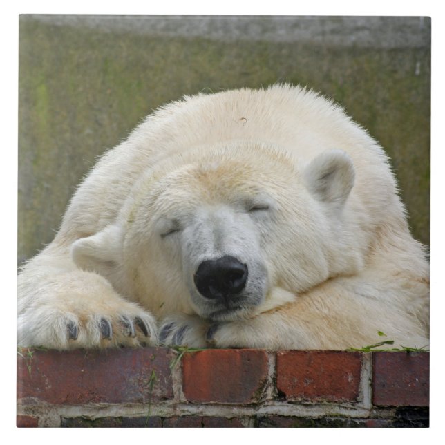 PolarBear20150501 (Frente)