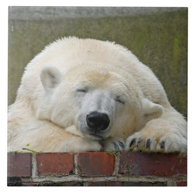 PolarBear 001 (Frente)