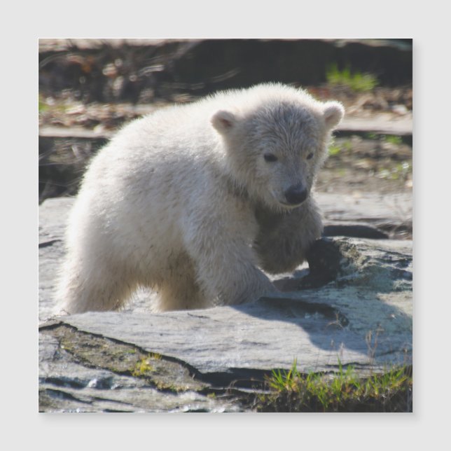 PolarBear_20190302_por_JAMFoto (Frente)