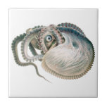 Polvo Argonauta, Animais Marinhos Antigos<br><div class="desc">Ilustração antiga de design de vida marinha de animal selvagem apresentando um polvo argonauta ou náutilos de papel,  com oito longos braços tentaculares e um grande corpo redondo por Giacomo Merculiano,  1896. Encontrado principalmente em oceanos e mares tropicais e subtropicais. Argonauta significa marinheiro no Argo.</div>