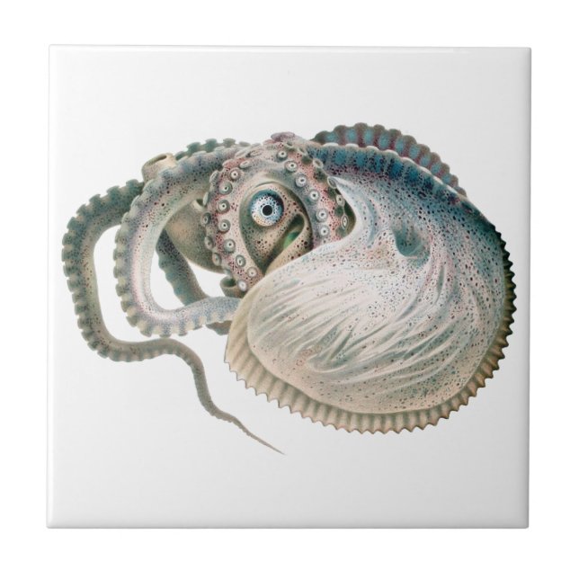 Polvo Argonauta, Animais Marinhos Antigos (Frente)