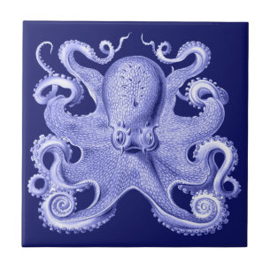 Polvo Azul Casa de Praia Náutica Haeckel Costa