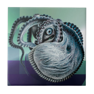 Polvo Lula Náutilo Argonauta Antigo