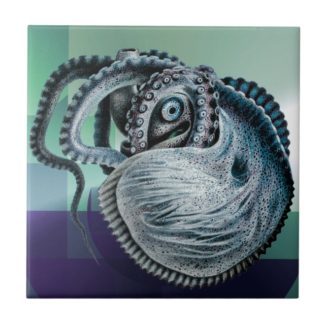 Polvo Lula Náutilo Argonauta Antigo (Frente)