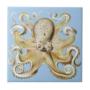 Polvo Vintage de Ernst Haeckel Vida Marinha Náutic