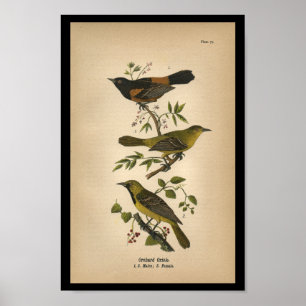 Pomar 1890 do impressão do pássaro Oriole