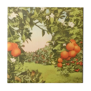 Pomar de Laranja Vintage