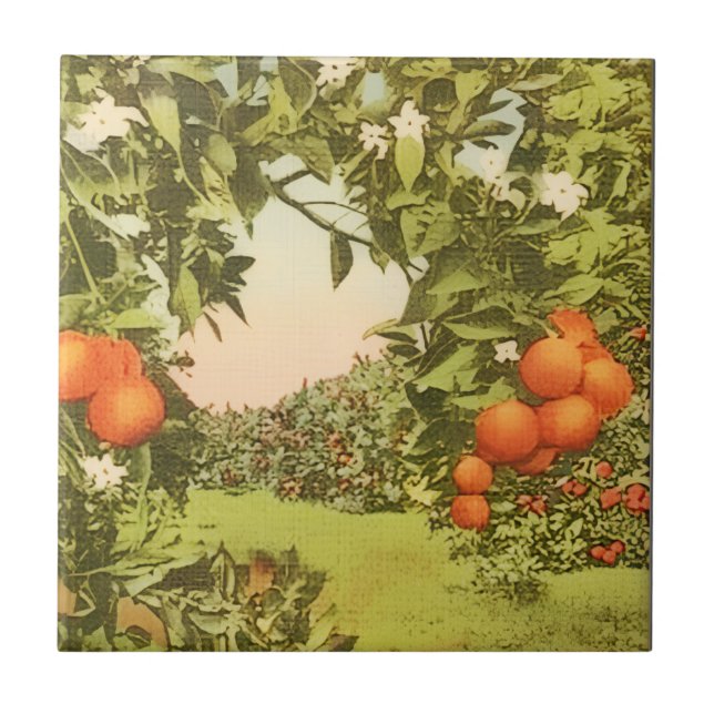 Pomar de Laranja Vintage (Frente)