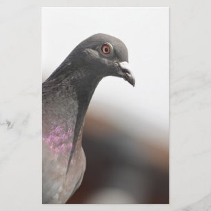 Pombo de competência